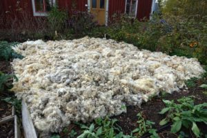 Ett odlingskvarter täckt med vitgrå fårull.