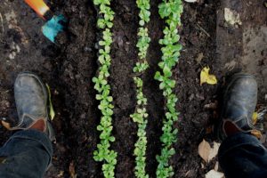 Planteringen sedd ovanifrån med tre täta rader av gröna blad.