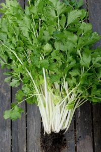 En stående bild på hela den långa plantan.