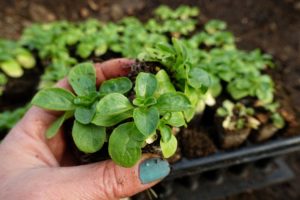 En hand håller några små pluggplantor med gröna blad.