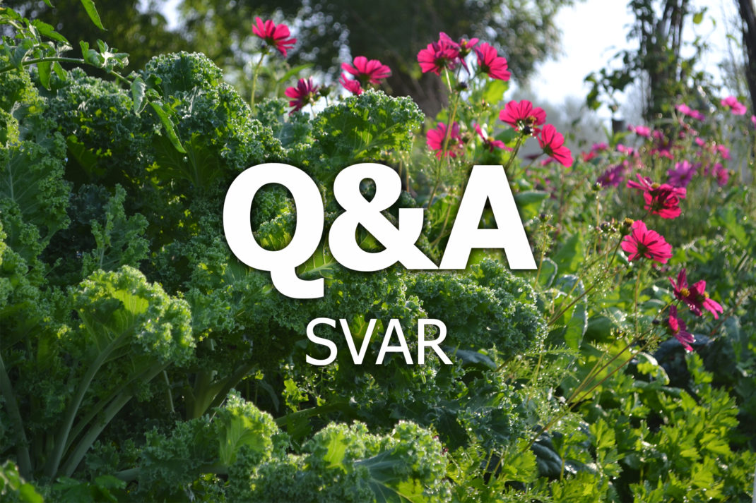 Vacker grönkål och rosa rosenskäror med texten Q&A svar över.