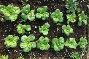 små plantor av pak choi växer som fina bladrosetter
