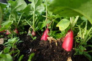 Bild som visar vackert röda rädisor som växer i jorden
