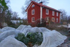 Kålkvarter i Skillnadens trädgård , täckt av kålnät