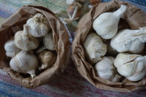 Vitlök i påsar som ska snart ska sättas i jorden