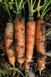 Nyskördade vintermorötter