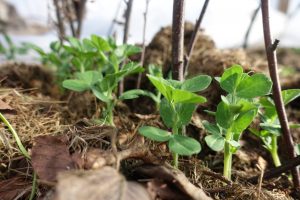 späda små ärtplantor på rad med pinnar som stöd