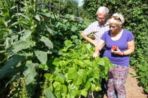 Ett äldre par blockar bönor i en trädgård