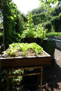 Ett upphöjt bord med sallat i.