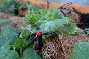 Gurkväxter som vattnar med en sprinkler.