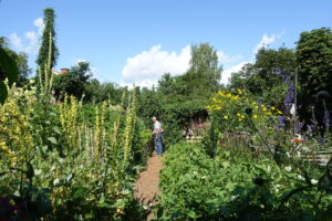 En vacker blommande trädgård med blå himmel ovanför.
