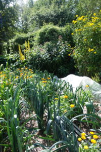 En täckodlad köksträdgård med purjolök och ringblomma.