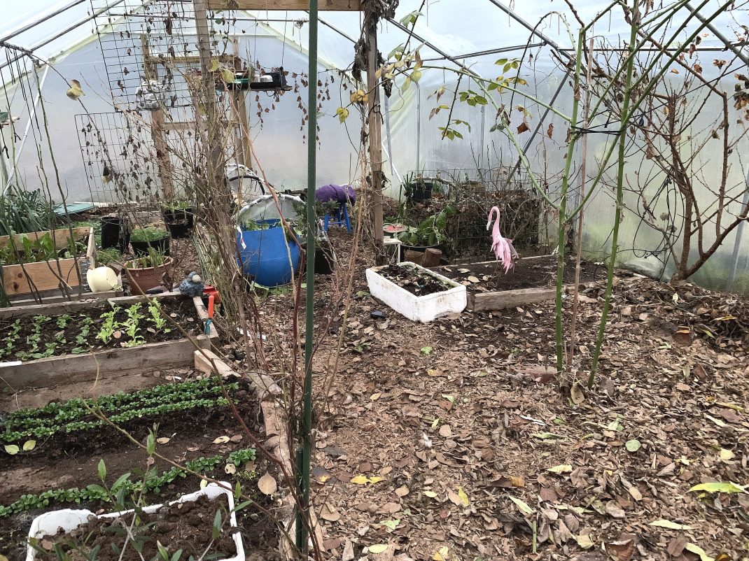 Ett vintrigt tunnelväxthus med mycket lite växtlighet. 