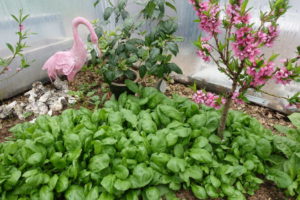 Blommande nektarinträd i ett hav av grön spenat