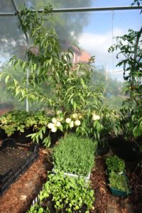 Persikoträd Ice Peach som växer i tunnelväxthus