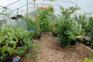 Interiör av tunnelväxthus med fruktträd och grönt