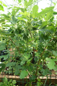 Fikonträd i tunnelväxthus