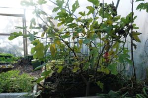 Fikonträdet trivs i tunnelväxthuse