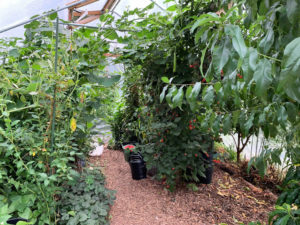 Grönskande tunnelväxthus med björnbär och exotiska träd och buskar