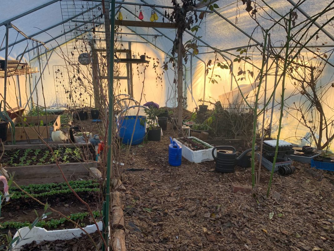 Tunnelväxthus i deceberm