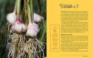 Uppslag ur boken med text och bild på vitlöksknippe.