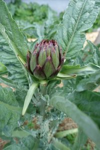 Vacker purpurfärgad kronärtskocka, 'Violets de Provence'