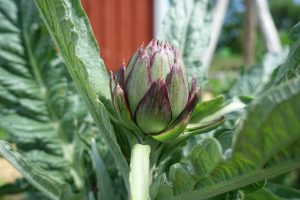 Vacker purpurfärgad kronärtskocka, 'Violets de Provence'