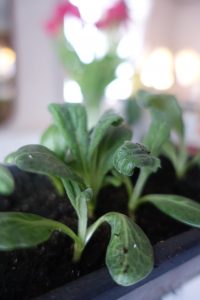 Ett litet tråg med småplantor av kronärtskocka