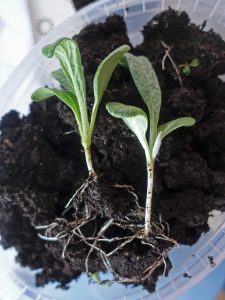 Små plantor av kronärtskocka på jord.