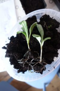 Små plantor av kronärtskocka på jord.