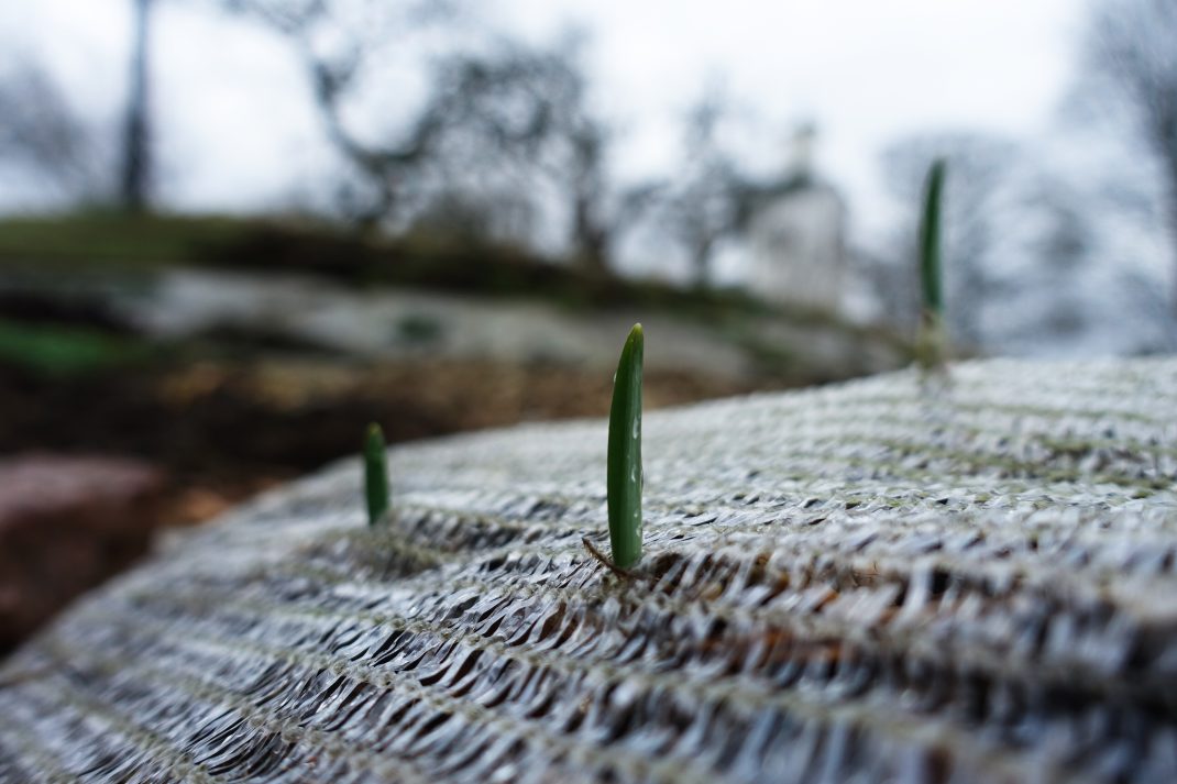Vitlöksblast tittar upp genom fiberduk
