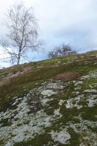 Berghäll med träd och mossa