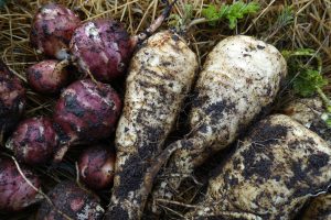 Nyskördade palternackor och jordärtskockor