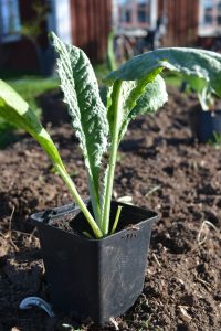 Förodlad planta av kronärtskocka på väg ner i jorden i Skillnadens trädgård