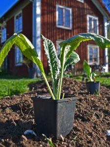 Förodlad planta av kronärtskocka på väg ner i jorden i Skillnadens trädgård