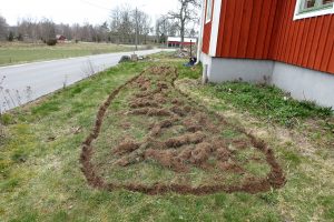 En gräsmatta där en form med rundade kanter grävts ut.