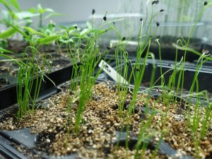 Försådd av purjolök