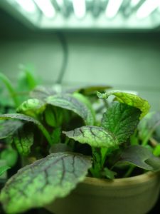 Försådd under växtbelysning