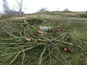 Trädgrenar efter trädfällning
