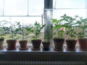 Tomatplantor i lerkrukor