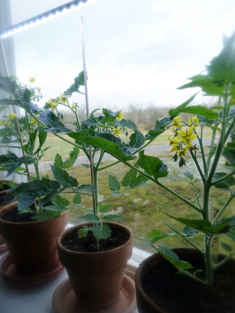 Tomatplantor i lerkrukor