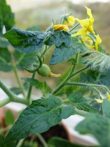 Närbild på tomatplanta med en pytteliten tomat.