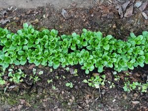 En härligt grön rad av vintersallat i tunnelväxthuset