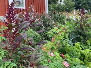 Samplantering med växter i olika färger och former.