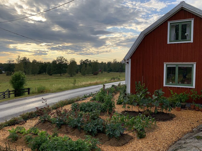 Can I Grow Vegetables Near a Road? – Sara's Kitchen Garden