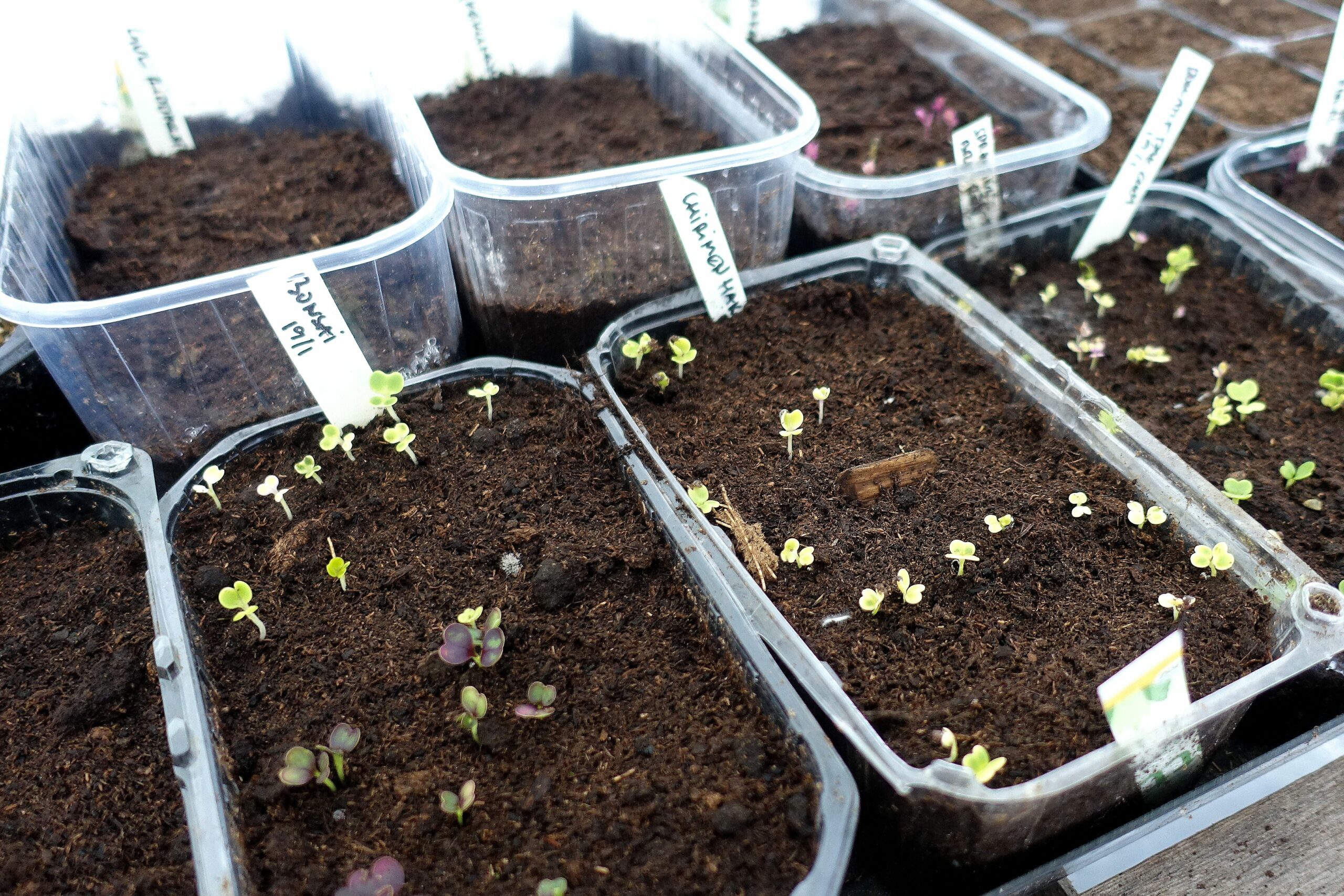 Små plastbyttor med jord och växter som grott.
