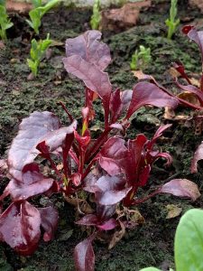 Färgstarka blad av rödbeta