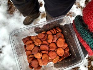 En hand håller en skål med bondbönor över snön.