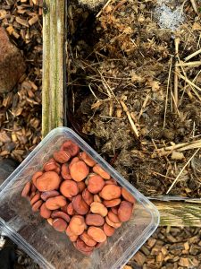 En bytta med bönor står på kanten till en odlingslåda.