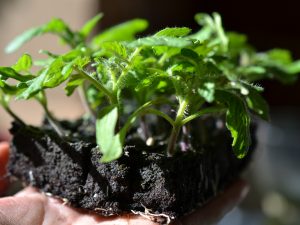 Tomatplantor